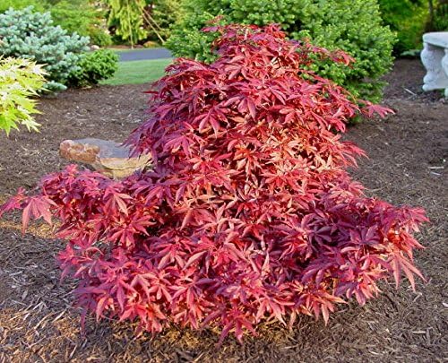 Shaina Japanese Maple 2 - Year Live Plant