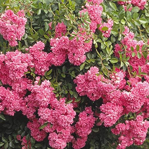 Heirloom Rambling Roses, Live Own Root Plant, Super Dorothy®