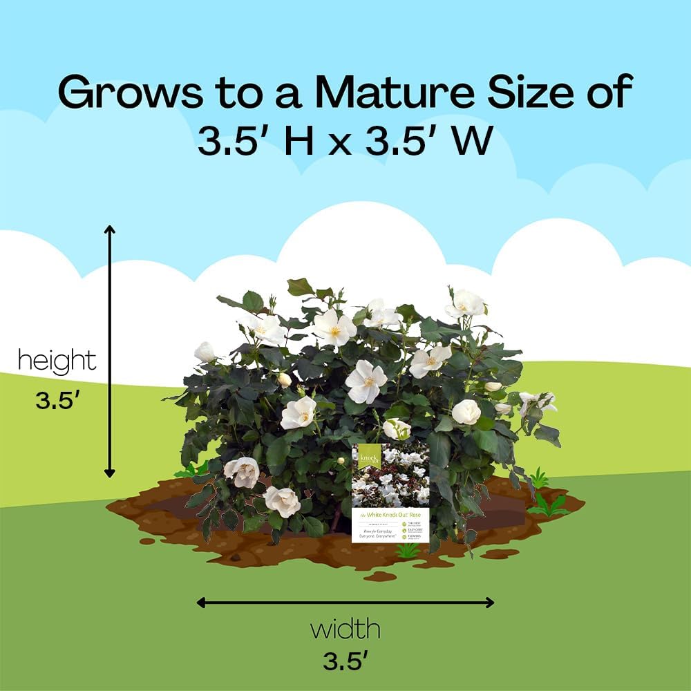 Knock Out 2 Gal. White Rose Shrub