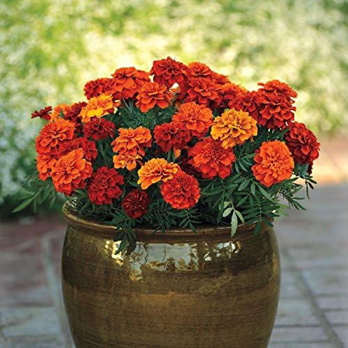Park Seed Whopper Mix Marigold Flower Seeds – Giant 4-Inch Double Blooms in Yellow, Gold & Orange, Compact and Weather-Resistant Plants, Easy to Grow for Beds or Containers – Pack of 25
