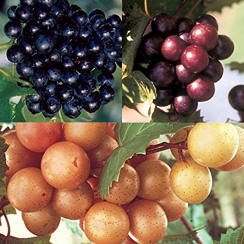 Carolina Red Non-Alcoholic Muscadine Wine