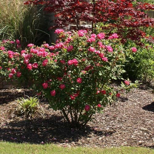 Brighter Blooms - Double Pink Knock Out® Rose Shrub, 1 Gallon - No Shipping to AK, AZ, HI