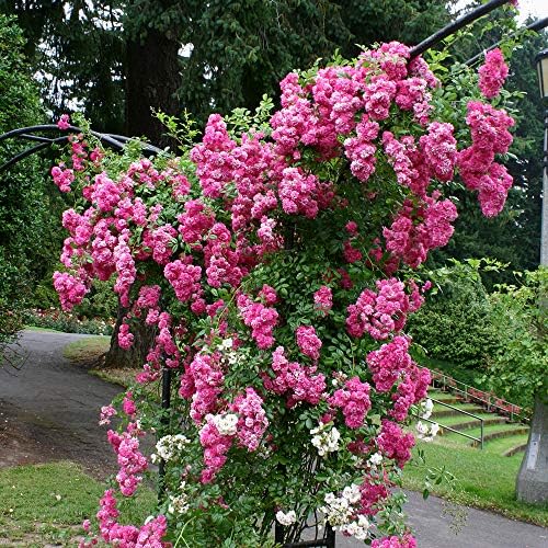 Heirloom Rambling Roses, Live Own Root Plant, Super Dorothy®