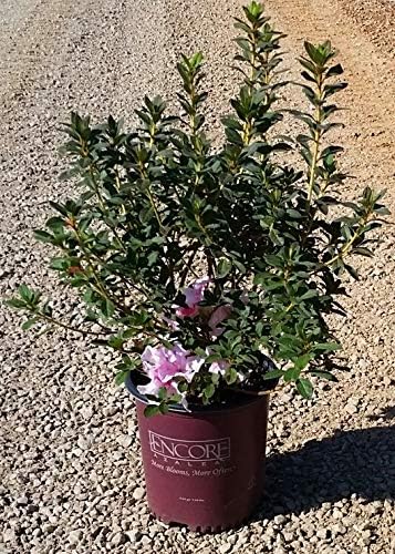 Encore Azalea Autumn Twist (2 Gallon) Pink Flowering Shrub Alive/Full Sun Live Outdoor Plant/Evergreen Plants Purple Pink Flowering Shrub - Full Sun