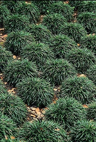 Dwarf Mondo Grass - 40 Live Plants - Shade Loving Evergreen Ground Cover Ophiopogon Japonicus Nanus