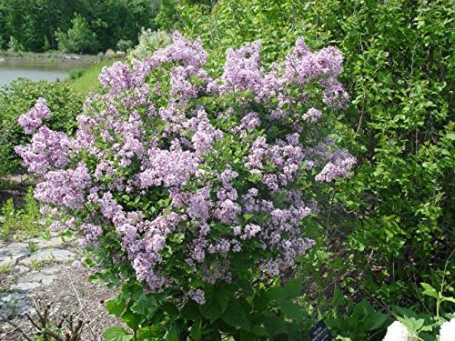 Proven Winners - Syringa x Bloomerang Dark Purple (Reblooming Lilac) Shrub, dark purple flowers, #3 - Size Container