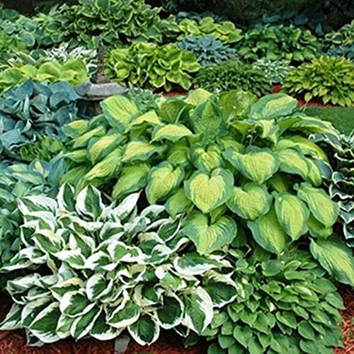 Great Deal - Ultimate Hosta Garden Collection 6-Pack of Bare Roots Hardy Mixed Heart-Shaped Hosta Rich Green Foliage, Low Maintenance
