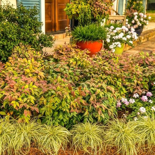 Southern Living 2 Gal. Blush Pink Nandina Shrub