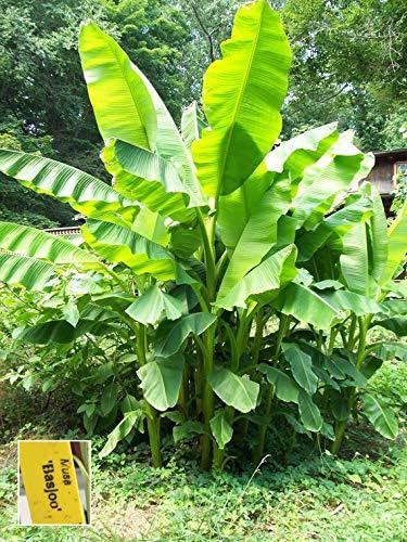 Musa Basjoo Banana Plant - Cold Hardy Banana - Japanese Snow Banana