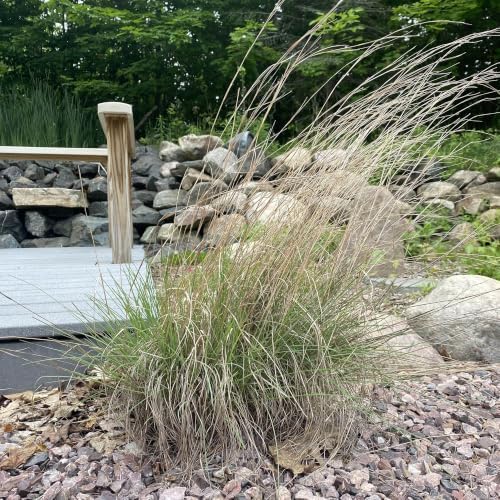 Outsidepride Perennial Little Bluestem Grass Seed - 1 lb. Warm Season, Drought Resistant, Long-Lived Native Prairie Grass Seed, Ideal for Erosion Control, Ornamental Landscaping & Wildlife Gardens