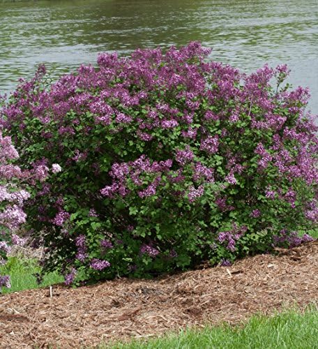 Proven Winners - Syringa x Bloomerang Dark Purple (Reblooming Lilac) Shrub, dark purple flowers, #3 - Size Container