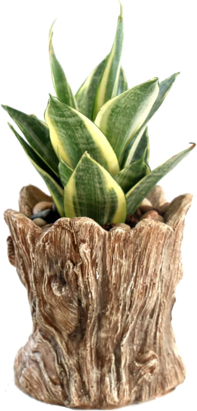 Funny Planter Head Face Plant Pot with Drainage Hole Resin Succulent Plant Holder Pencil Holder Desk Organizer Office Garden Gift (Smile Face)