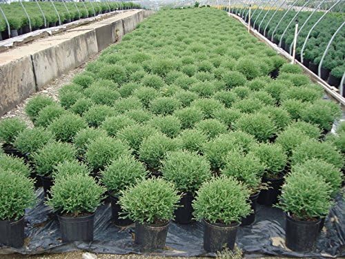 Live Plant Thuja-X Green Giant Evergreen Tree (Western Arborvitae), 3-Gallon Fully Potted Plant from Green Promise Farms