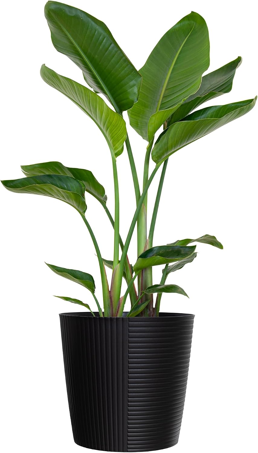 White Bird of Paradise Live Plant 10 inch Pot United Nursery