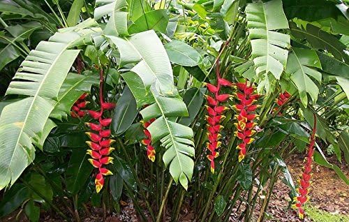 'Hanging Lobster Claw' Heliconia Rostrata Live Plant Bird of Paradise Tropical Plant