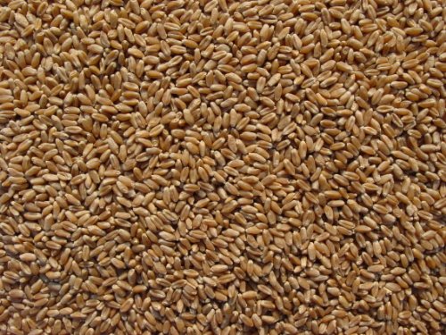Hard Red Wheat 15 Lbs, Joseph's Grainery Wheat Berries, All Natural, Non-GMO, Kosher Certified
