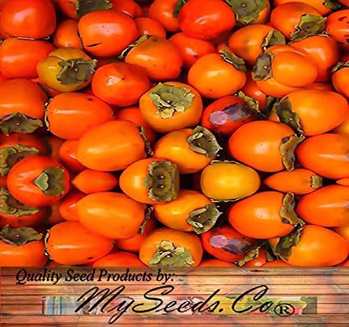 Japanese Persimmon (5 Seeds) Asian Persimmons (Diospyros Kaki-fuyu) Tree Shrub