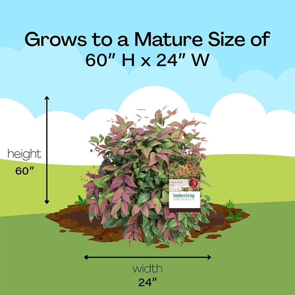 Southern Living 2 Gal. Blush Pink Nandina Shrub