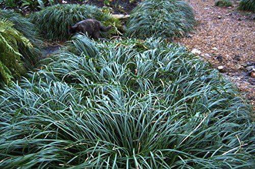 Mondo Grass (Ophiopogon japonicus) 3.5 inch pots. (30)
