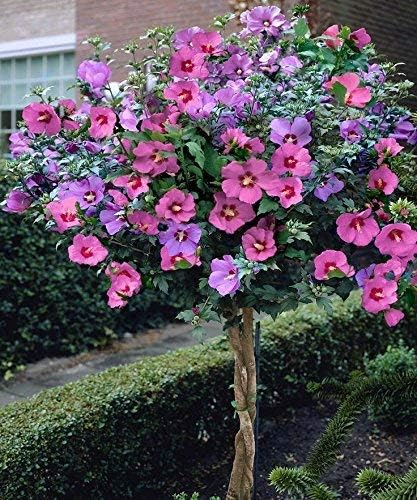 15+ Pink Rose of Sharon Hibiscus / Perennial Flower Seeds