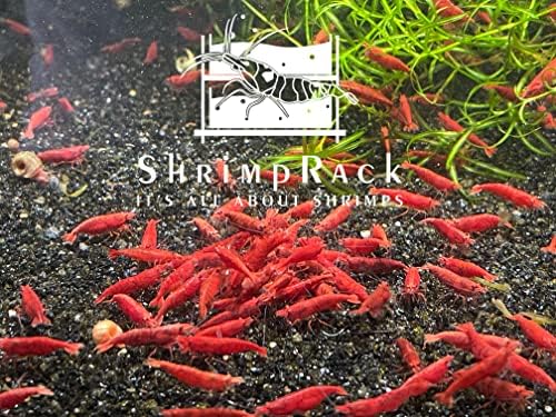 ShrimpRack™ 10 Fire Red Neocaridina High Grade Live Freshwater Aquarium Shrimps. Full Grown Breeding Age Size 0.75-1inches. Live Arrival Guarantee.