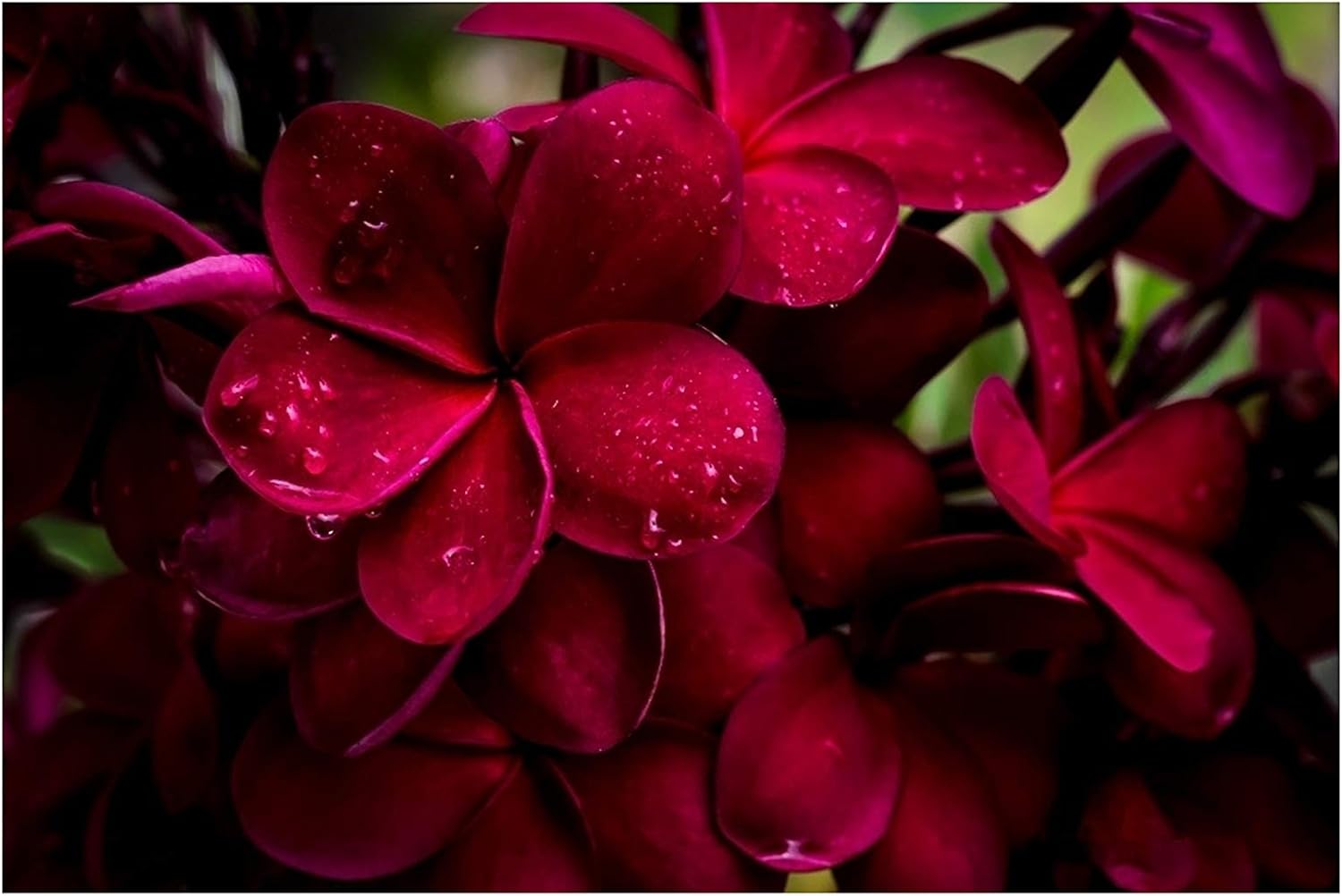 Red Hawaiian Live Plumeria Plant Cutting 9"-12" Long C1 | Discount Hawaiian Gifts Perennial Fragrant Blooms Indoor Outdoor Plants