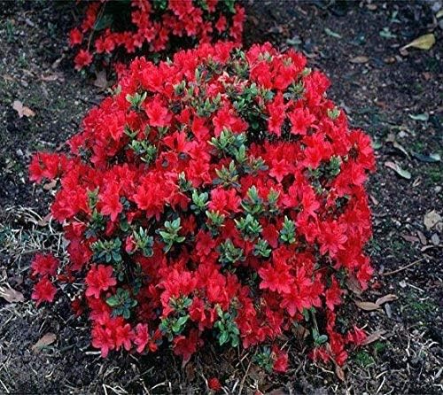 Hershey Red Azalea - Live Plant - Full Gallon Pot