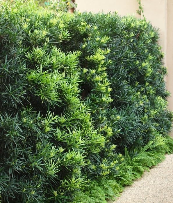 Podocarpus Japanese Yew | 10 Live Plants | Podocarpus Macrophyllus | Evergreen Shrub, Low Maintenance, Drought Tolerant, Privacy Screen Landscaping, Fast Growing, Ornamental Foliage