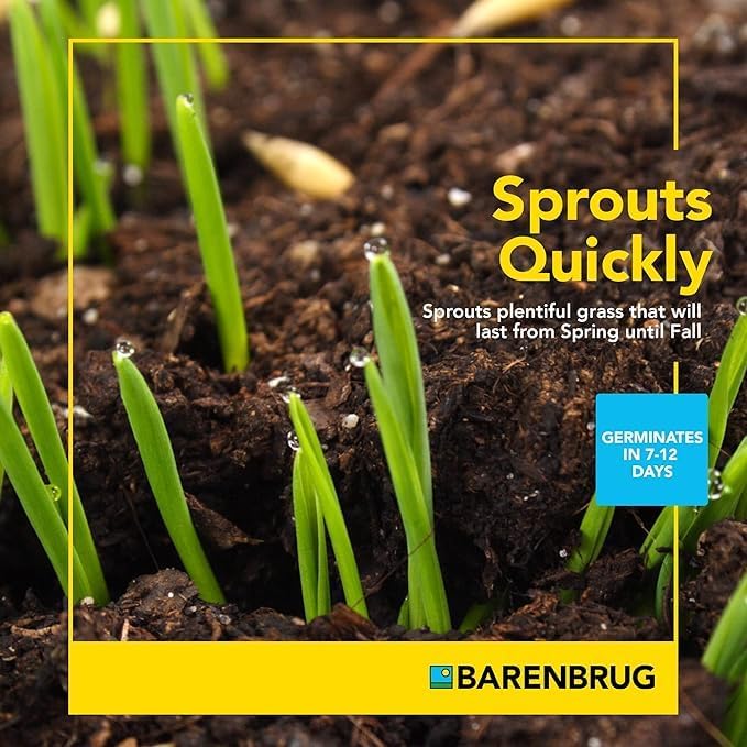 BARENBRUG USA TVKBG7 TV 7 lb Kentucky Bluegrass Seed