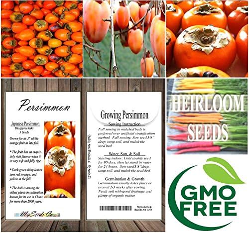 Japanese Persimmon (5 Seeds) Asian Persimmons (Diospyros Kaki-fuyu) Tree Shrub