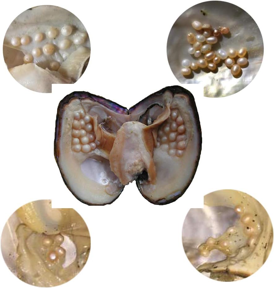 Oyster Pearls, Freshwater Cultured Big Oysters with Pearls Inside | Freshwater Cultured Oysters, Big Pearls Inside, Ideal For Home Decoration
