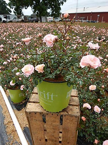 Drift Roses - Rosa Peach Drift (Rose) Rose, double peach flowers, #2 - Size Container