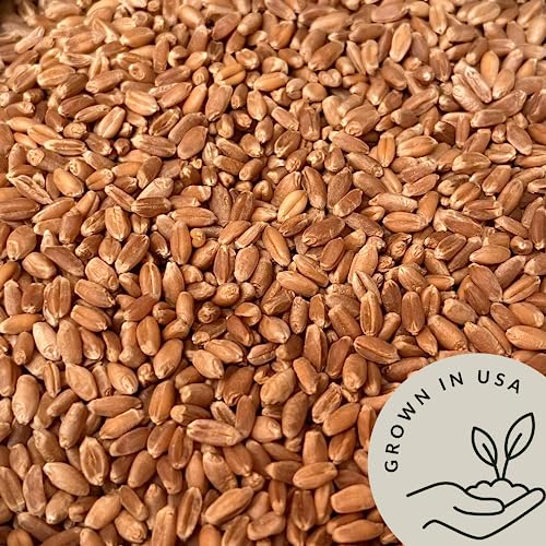 Organic Soft White Wheat Berries 5.8lb - Healthy Whole Grains Bulk | Ideal for Feeder Oats, Flour, Bread, Soup - High in Protein & Fiber - USA Grown | USDA Certified | Vegan | Non-GMO