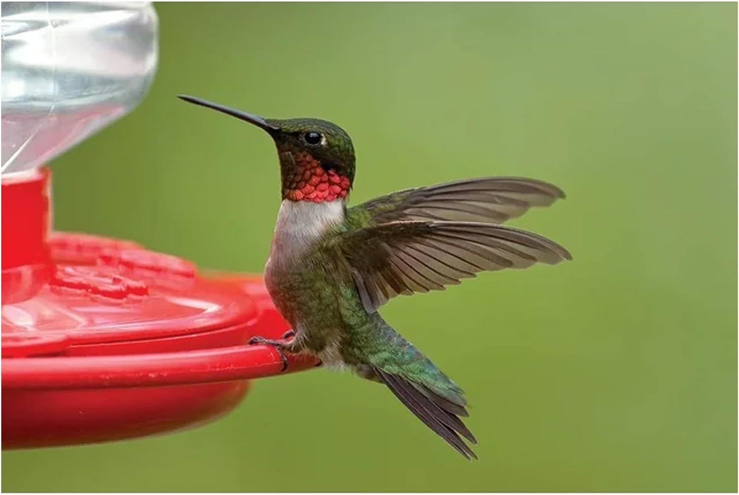 First Nature 993091-546 16 oz. Hummingbird Flower Feeder , Red | Bright Flower Ports Attract Birds - Round Bottom Perch Fits Multiple Birds - See-Through Tank Shows Nectar Levels