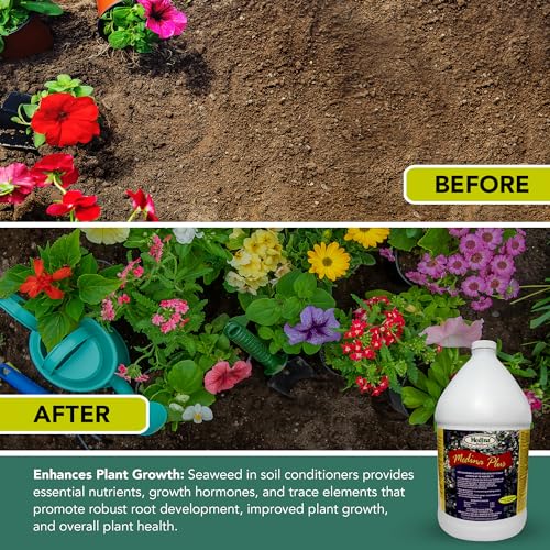 Medina Plus Soil Activator - Liquid Soil Loosener for Lawns & Gardens - Micronutrient-Rich Soil Conditioner & Softener - Used with House Plant Fertilizer, Liquid Plant Food for Houseplants - 1 End Qt