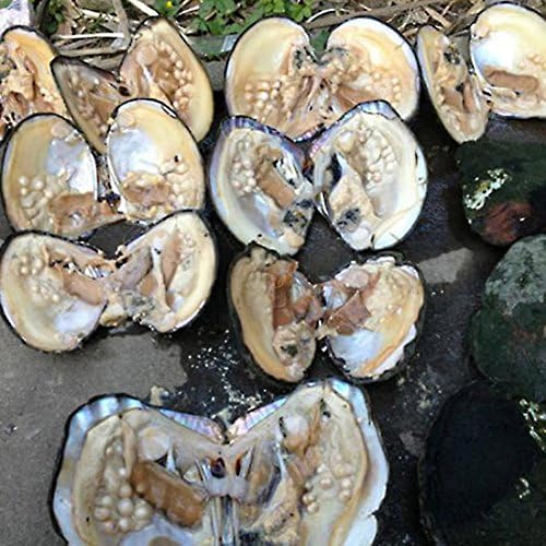 Oyster Pearls, Freshwater Cultured Big Oysters with Pearls Inside | Freshwater Cultured Oysters, Big Pearls Inside, Ideal For Home Decoration