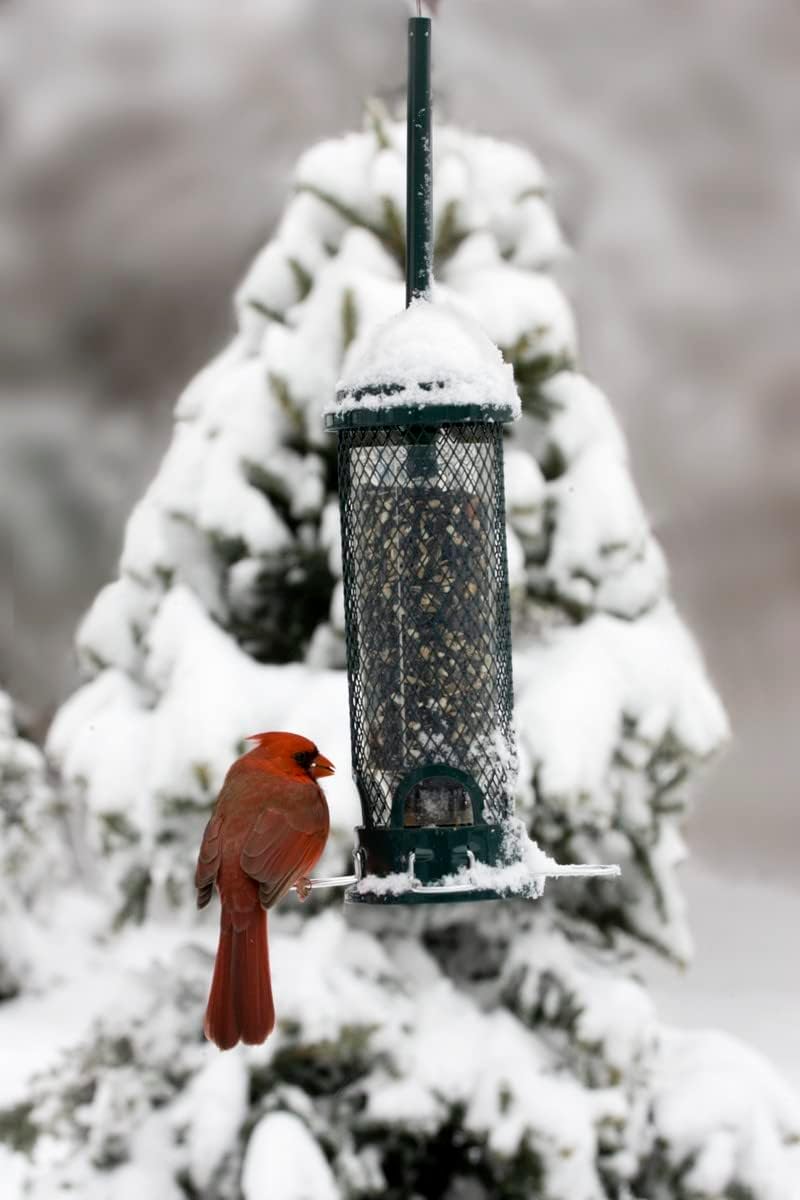 Squirrel Buster Mini Squirrel-Proof Bird Feeder for Wild Birds – 4 Metal Perches, 1 lb Seed Capacity, Chew-Proof Design, Lifetime Care