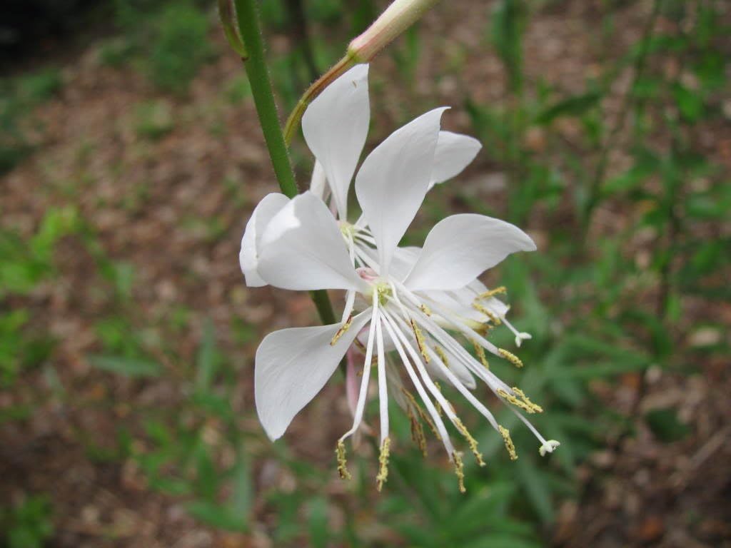 100 White GAURA Whirling Butterflies Gaura Lindheimeri Flower Seeds