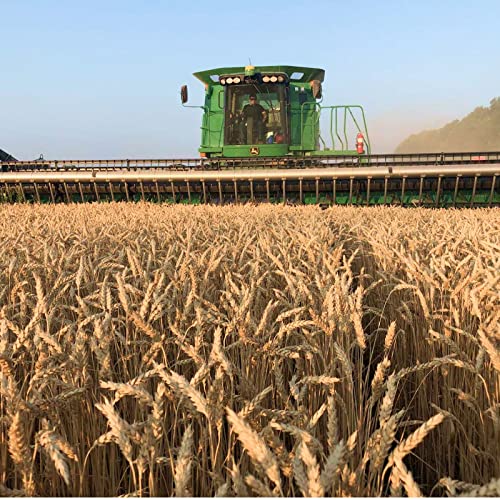 Soft White Wheat Berries Organically Grown in Michigan, Farmer Direct, USDA Organic Certified, Non-GMO, 25 Lbs Total // Findlay's Organics