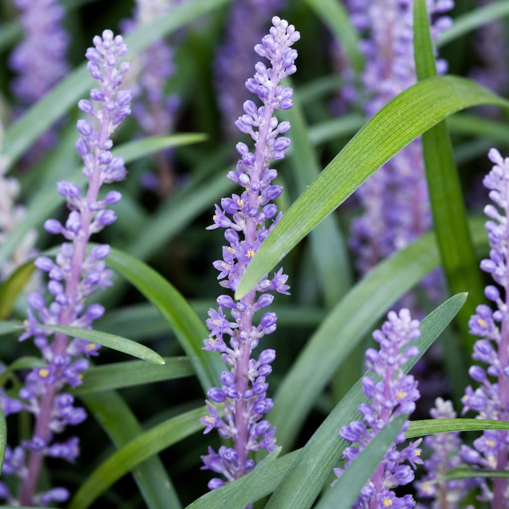 Emerald Goddess Liriope Muscari - 3 Live Plants - Drought Tolerant Low Maintenance Evergreen Ground Cover Grass