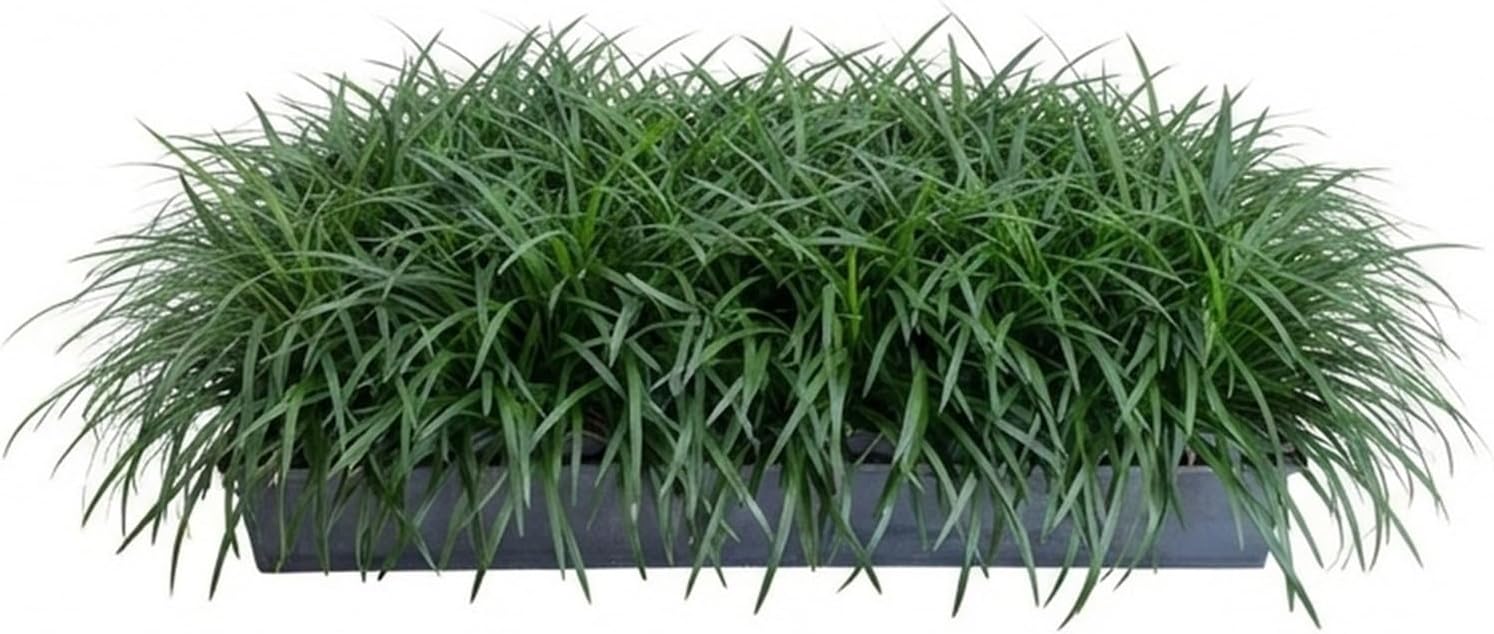 Mondo Grass 18 Pack - Evergreen Groundcover - Full Sun to Part Sun Live Outdoor Plant Loropetalum Grass Plugs