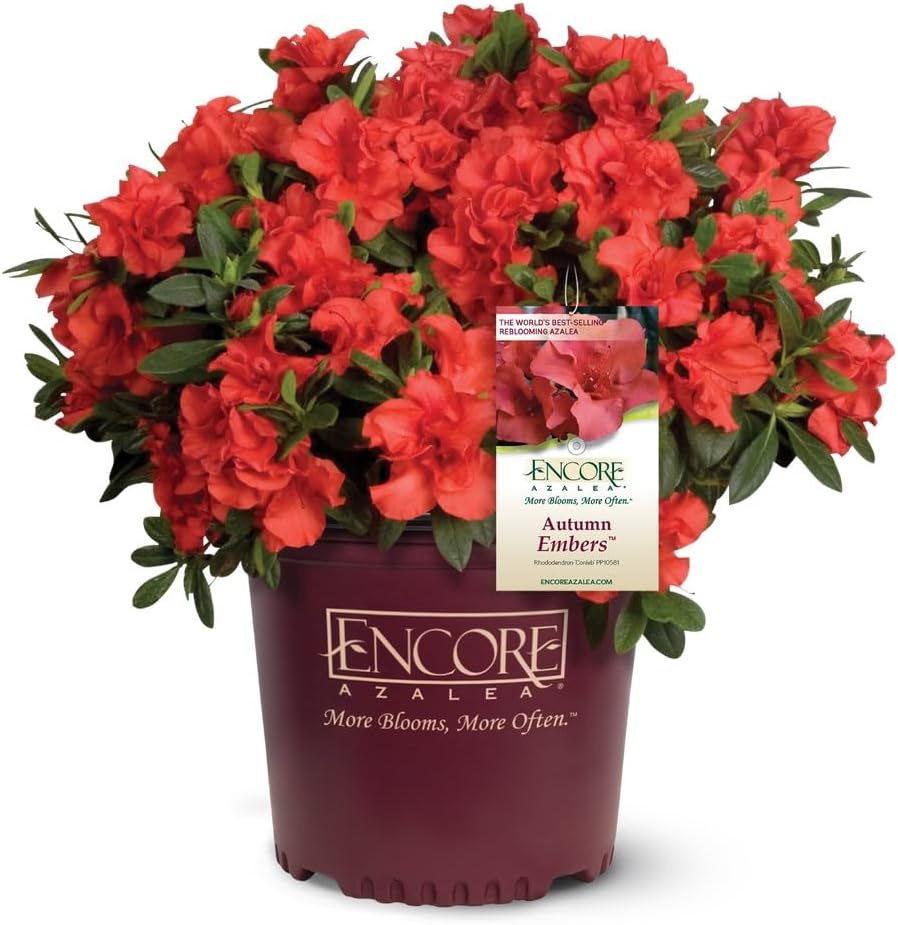 Encore Azalea Autumn Embers (1 Gallon) Red - Orange Flowering Shrub - Full Sun Live Outdoor Plant