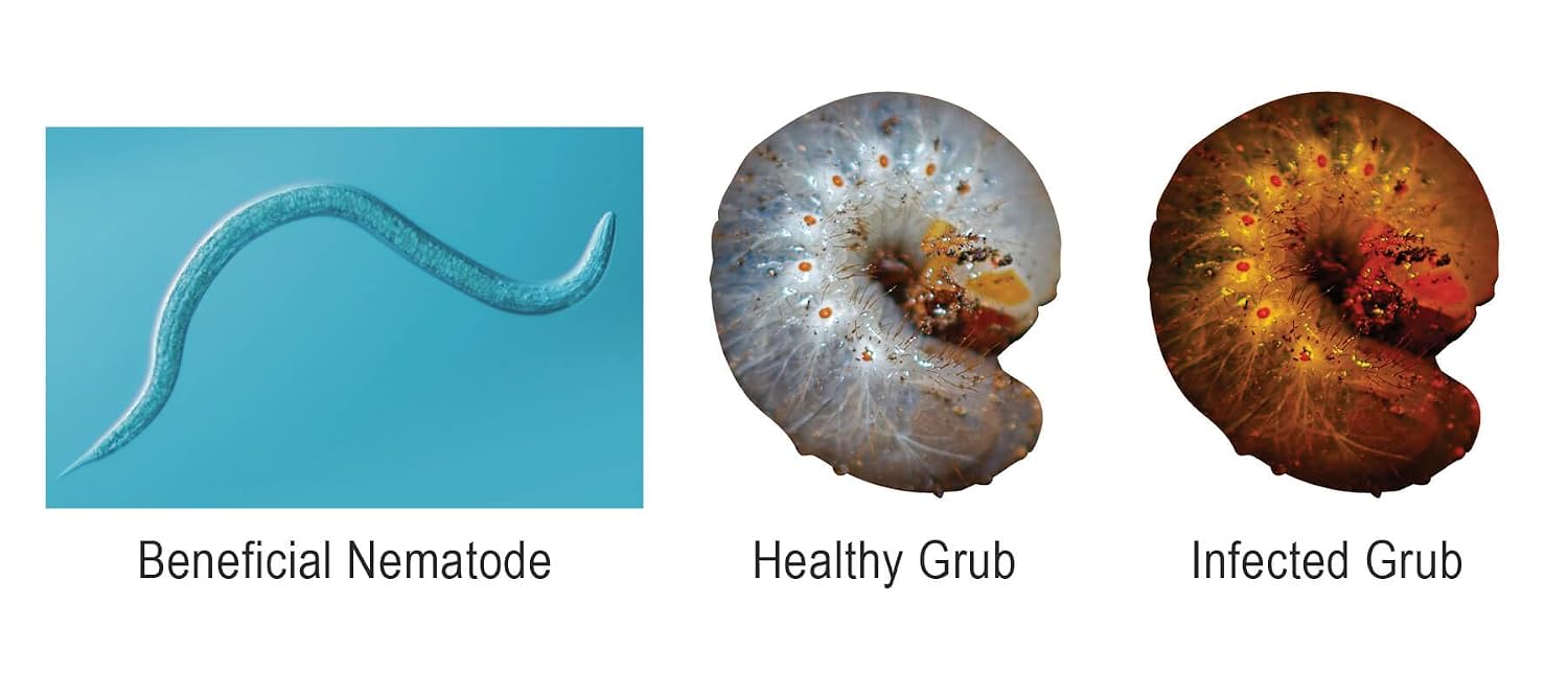 NaturesGoodGuys Beneficial Nematodes SF Steinernema feltiae - 50 Million
