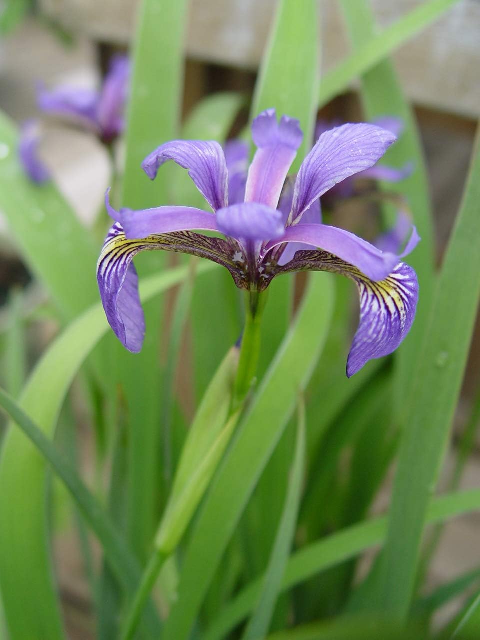 Iris versicolor (Northern Blue Flag Iris) Perennial, blue flowers, 1 - Size Container