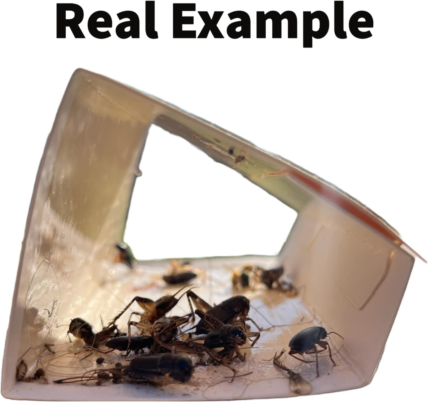 Bug Shield Sticky Glue Traps 72 Glue Boards, All Types of Incets, Spiders, Cockroaches, Ants, Cave Crickets, and More. Professional Strength Glue.