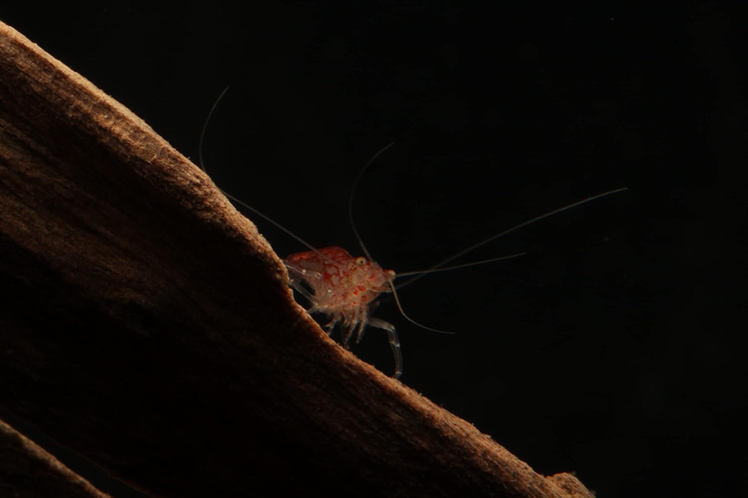 Imperial Tropicals 25 Cherry Shrimp - Neocaridina (1/3"-1/2") - USA Born and Raised!