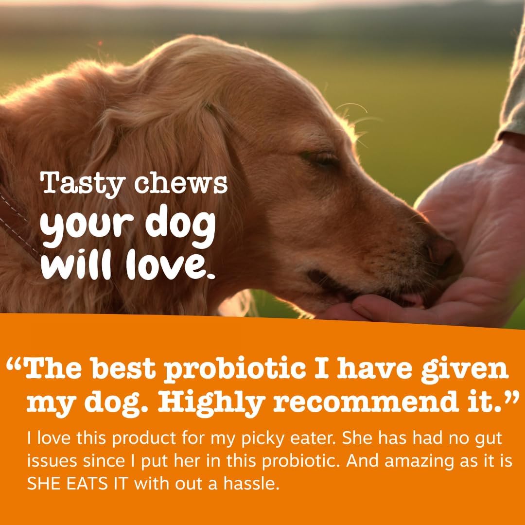 Zesty Paws Probiotics for Dogs - Digestive Enzymes for Gut Flora, Digestive Health, Diarrhea & Bowel Support - Clinically Studied DE111 - Dog Supplement Soft Chew for Pet Immune System - Pumpkin, 90ct