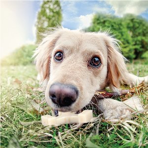 Good dog chews Spin a Bone