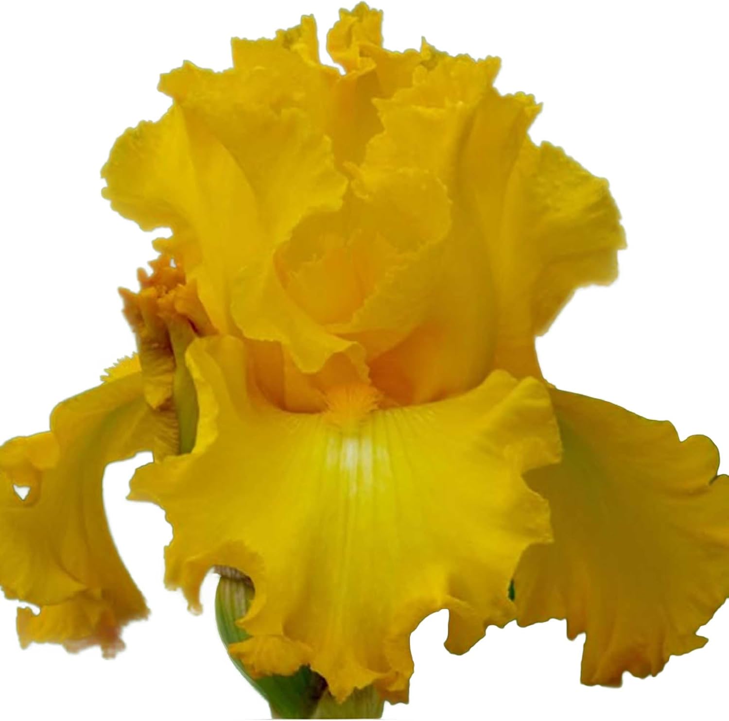 Big as The Moon Bearded Iris (Iris germanica) Plant Potted, Fragrant Yellow Flowers, Repeat Blooms, Stargazer Perennials