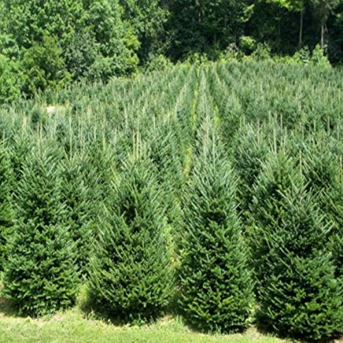 Fraser Fir Fragrance Oil (1 oz Bottle) for Candle and Soap Making, Tart Making, Room Sprays, Lotions, Car Fresheners, Slime, Bath Bombs, Warmers